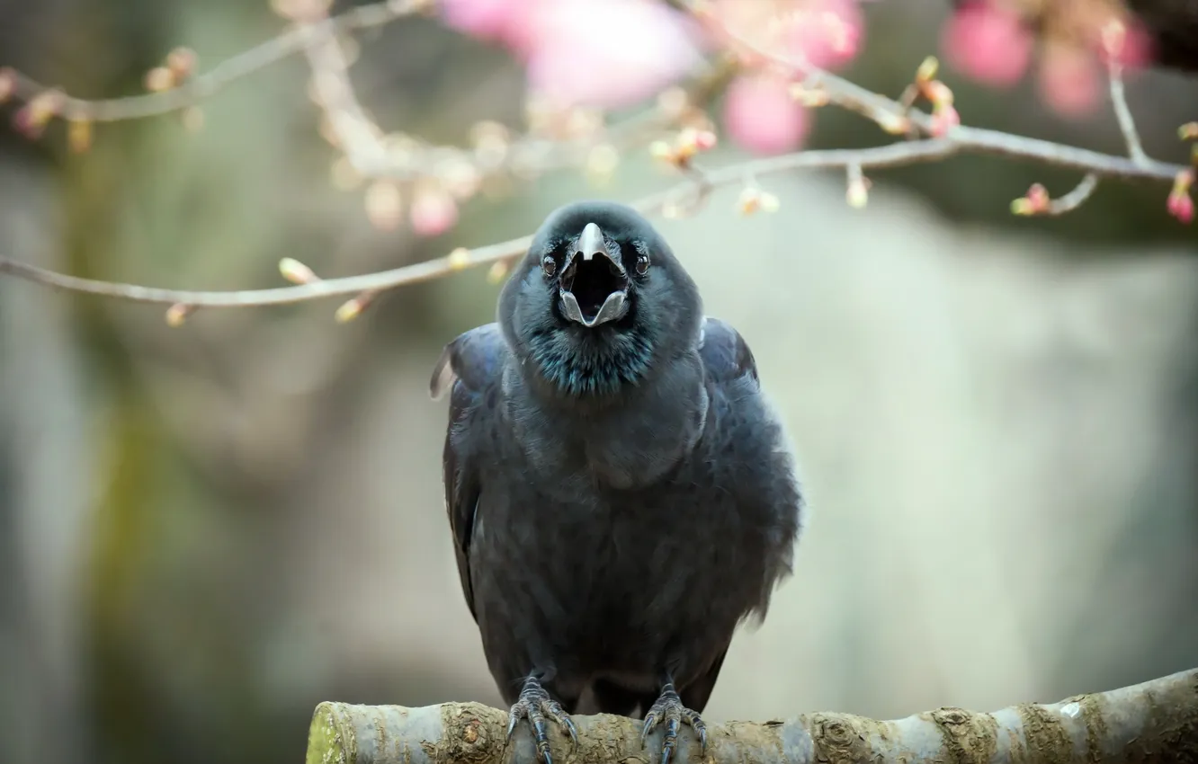 Photo wallpaper nature, bird, crow