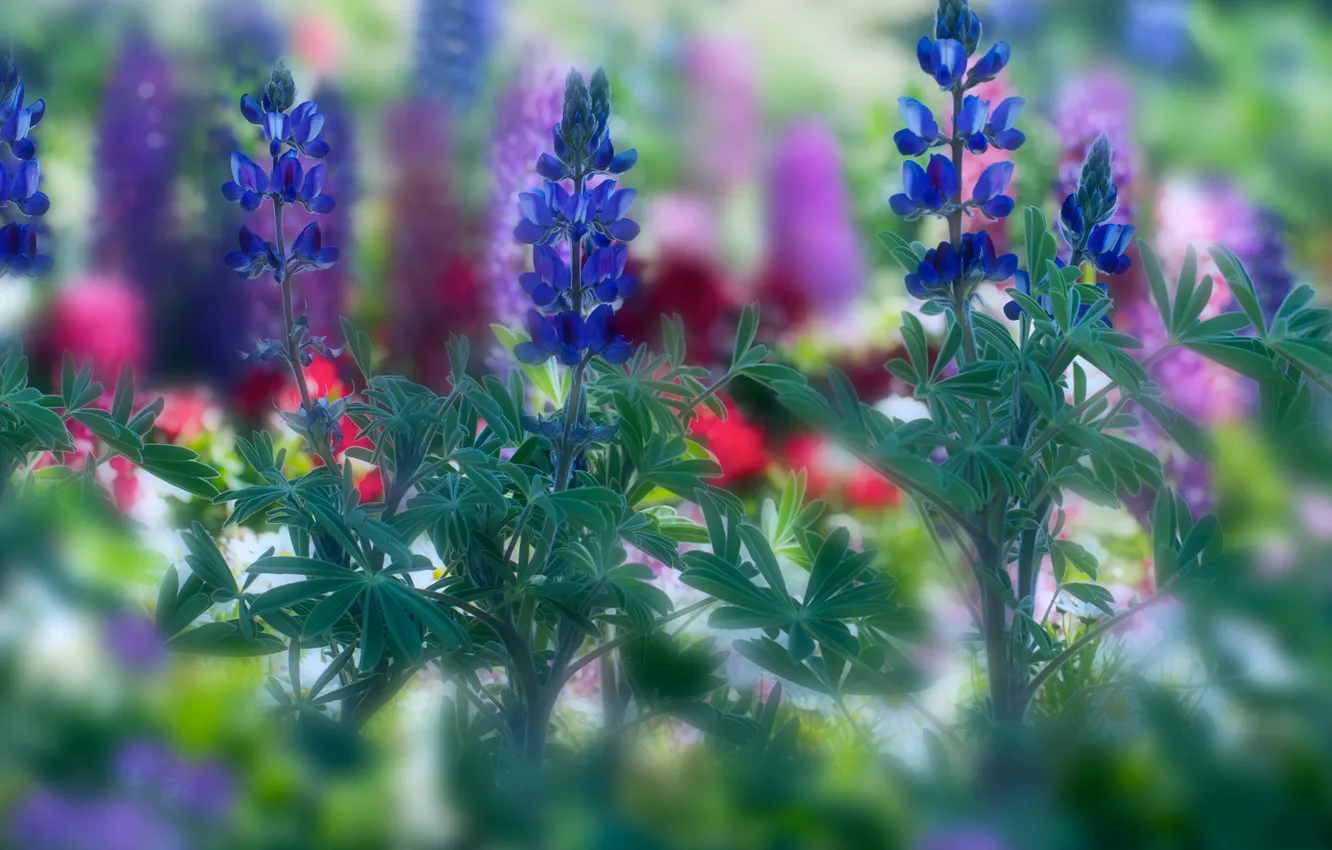 Photo wallpaper leaves, flowers, blue, blur