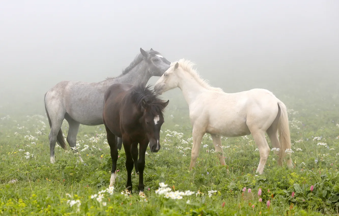 Photo wallpaper field, fog, horse