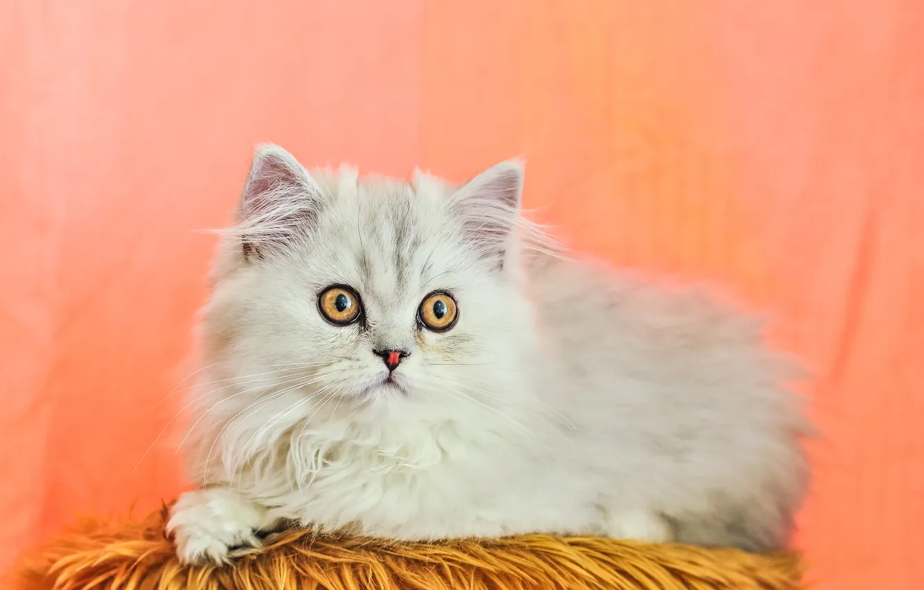 Photo wallpaper cat, cat, look