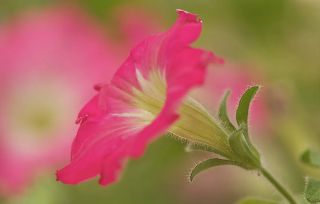 Photo wallpaper leaves, flowers, petals, Petunia