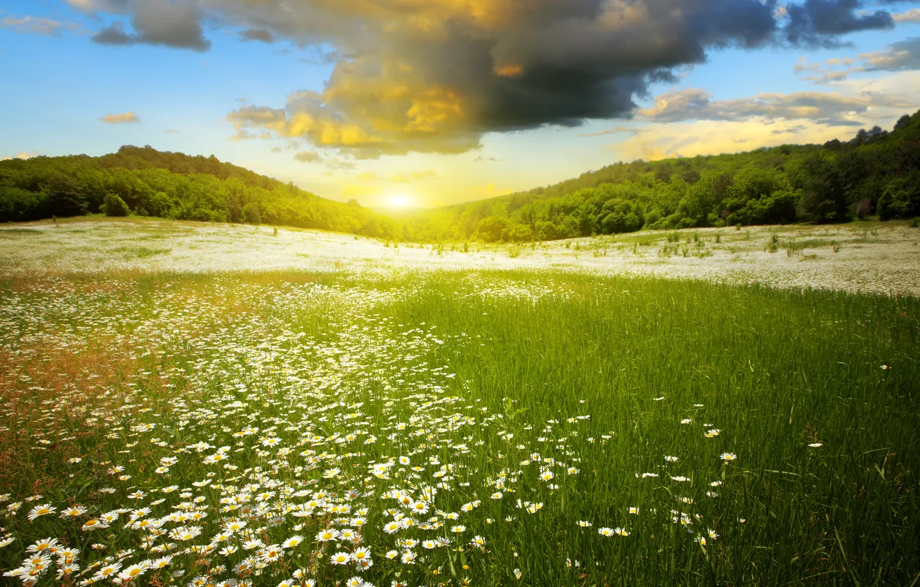 Photo wallpaper the sky, clouds, trees, landscape, sunset, flowers, meadow, sky