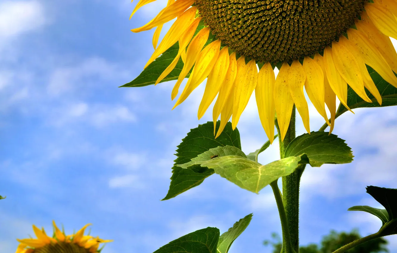 Photo wallpaper the sky, leaves, clouds, sunflowers, nature, petals, sky, sunflower