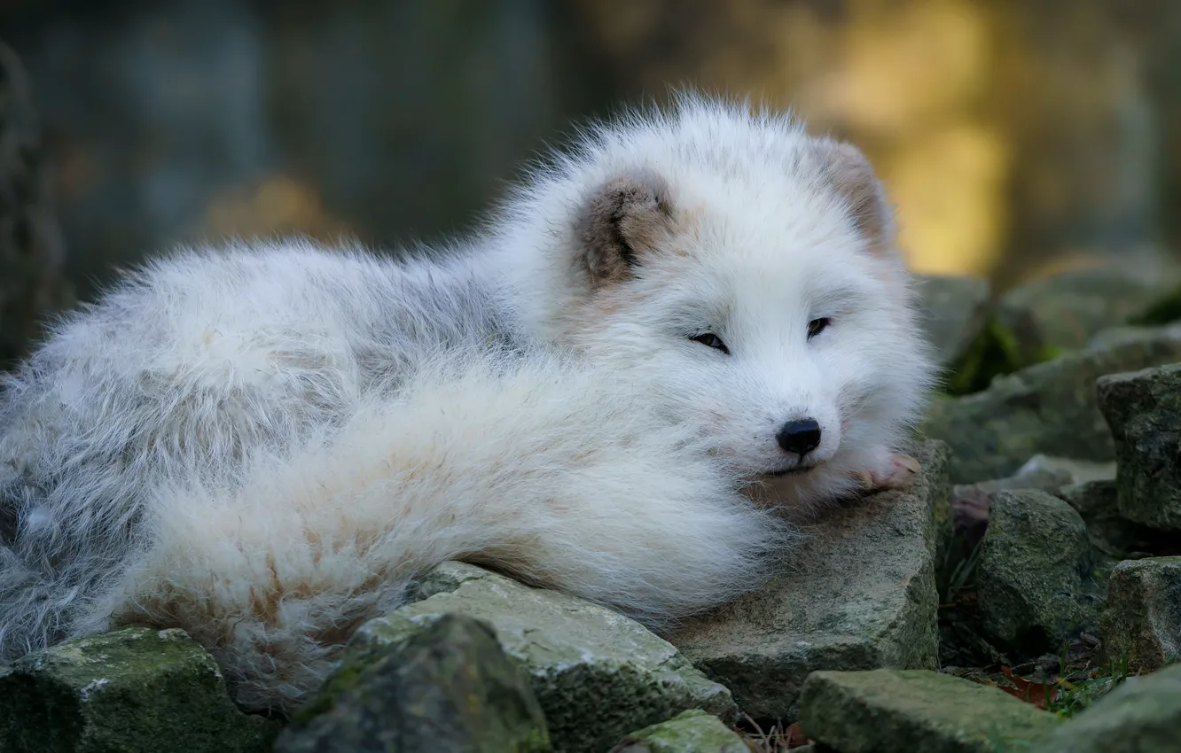 Photo wallpaper white, look, face, nature, stones, background, sweetheart, fluffy