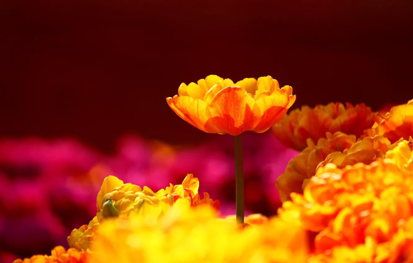 Photo wallpaper light, flowers, yellow, red, background, bright, spring, petals