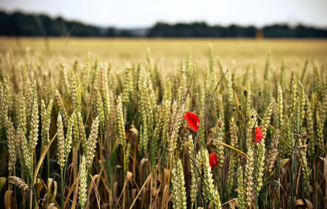 Photo wallpaper wheat, field, flower, flowers, red, background, widescreen, Wallpaper