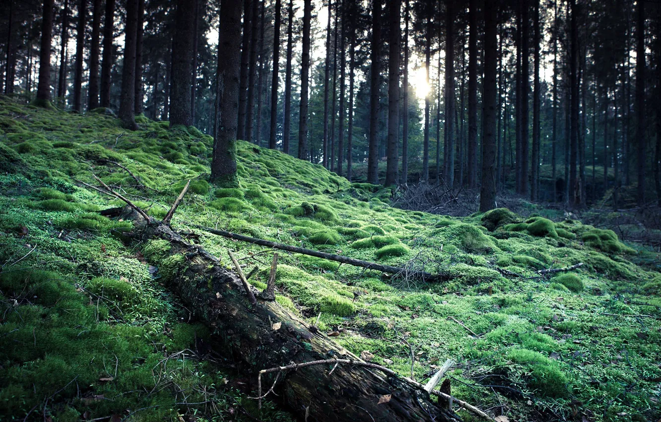 Photo wallpaper trees, forest, nature