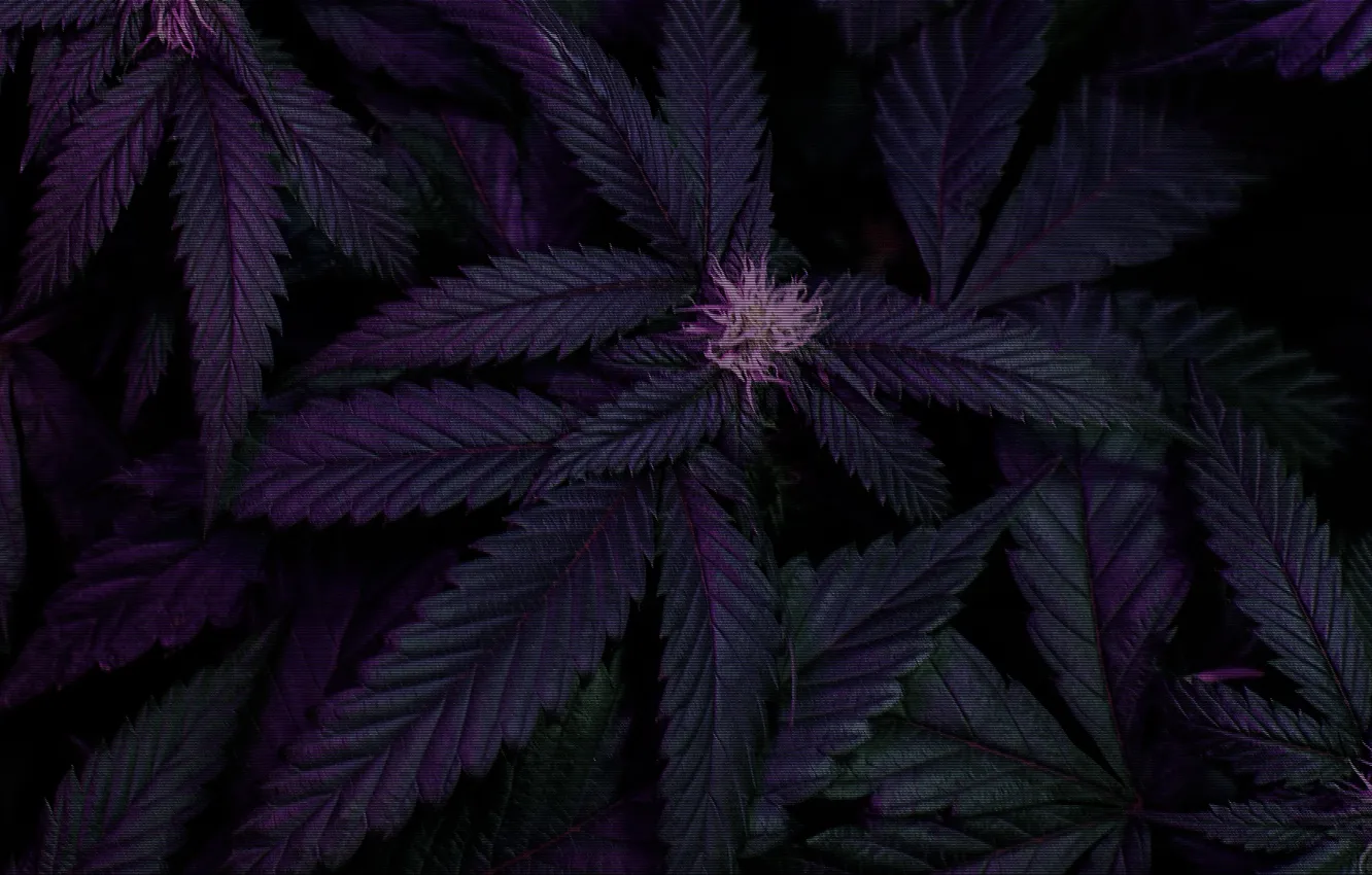 Wallpaper grass, Bush, weed, flowering, the bushes, marijuana, hash ...