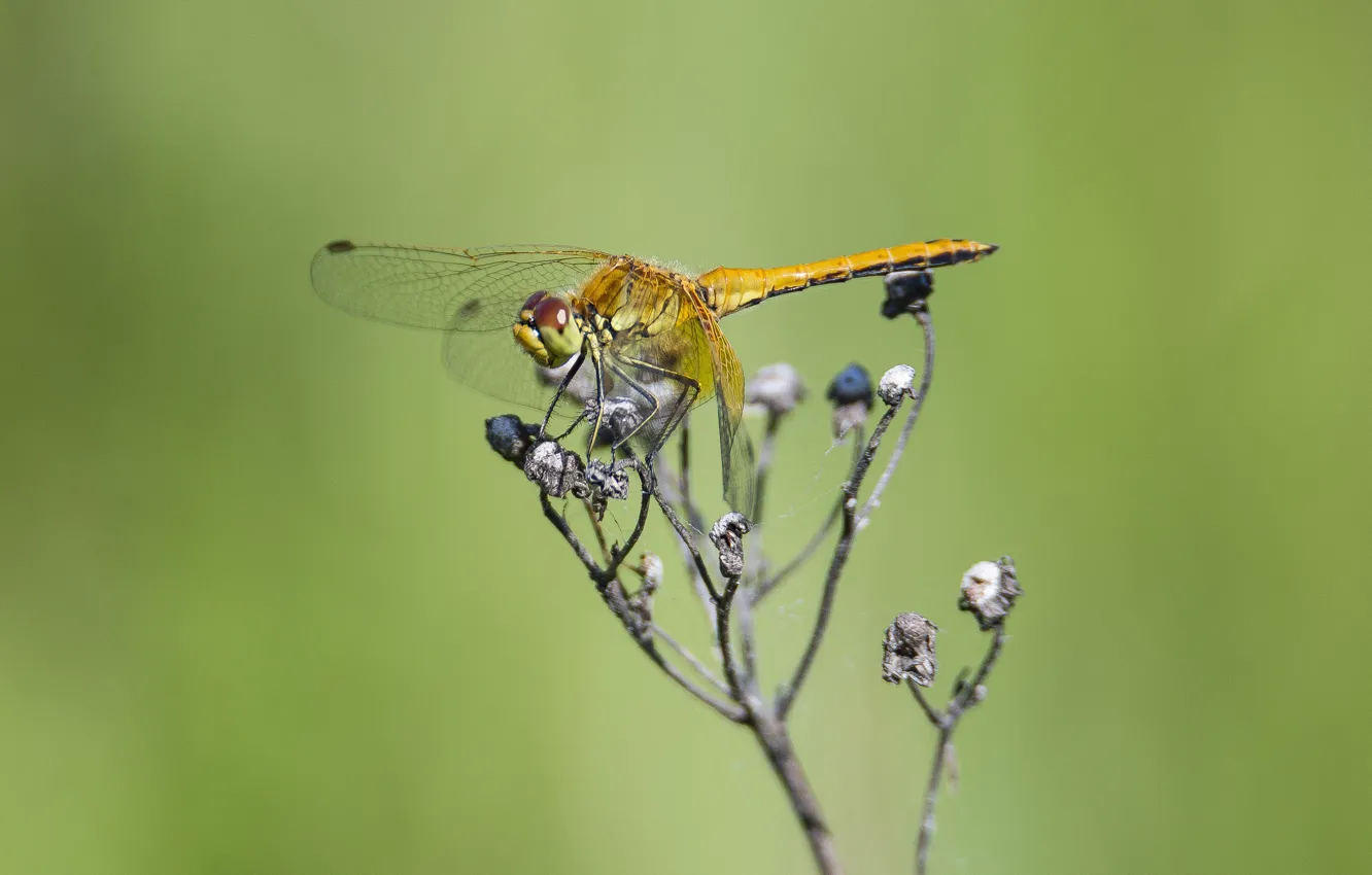 Photo wallpaper macro, background, dragonfly, dry twig