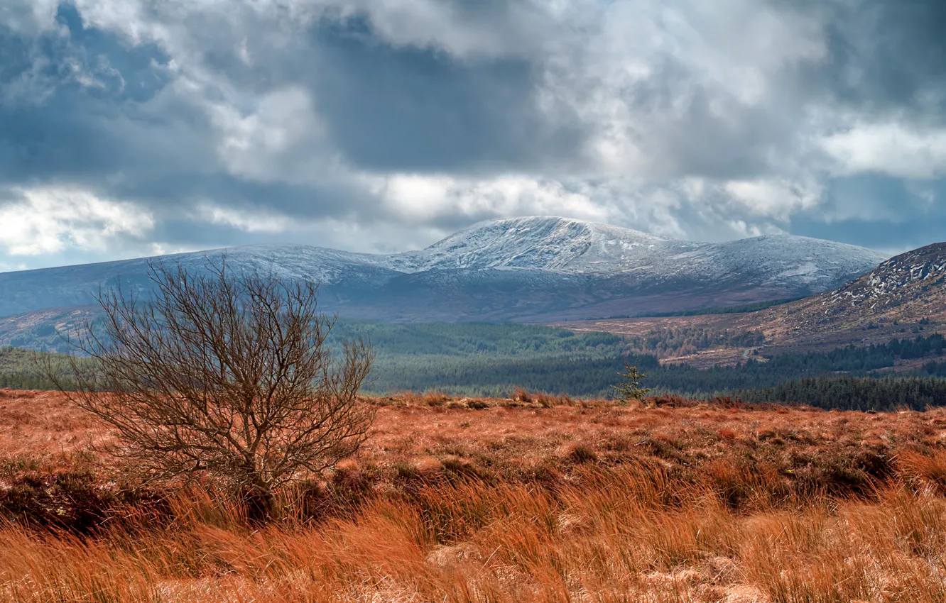 Photo wallpaper field, trees, mountains, clouds, hills