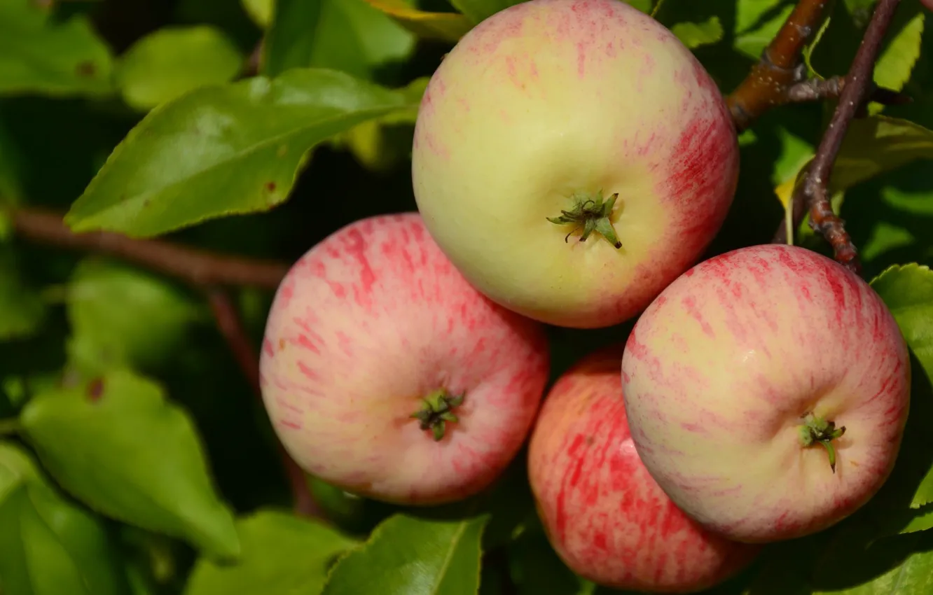 Photo wallpaper macro, apples, branch, fruit