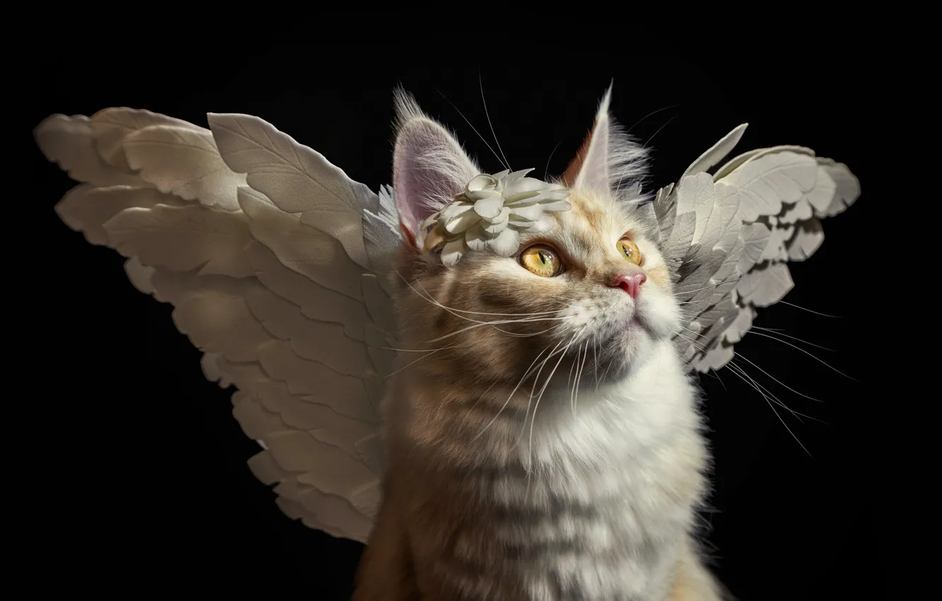 Photo wallpaper cat, cat, look, flowers, pose, portrait, wings, angel