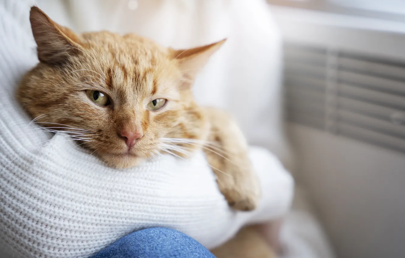 Photo wallpaper cat, red, mistress