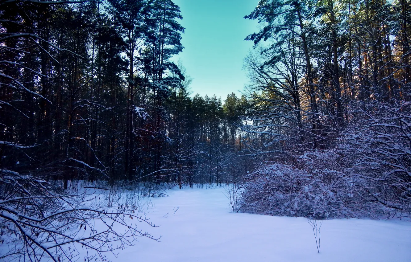 Photo wallpaper winter, forest, snow, trees, landscape, nature, glade, the bushes