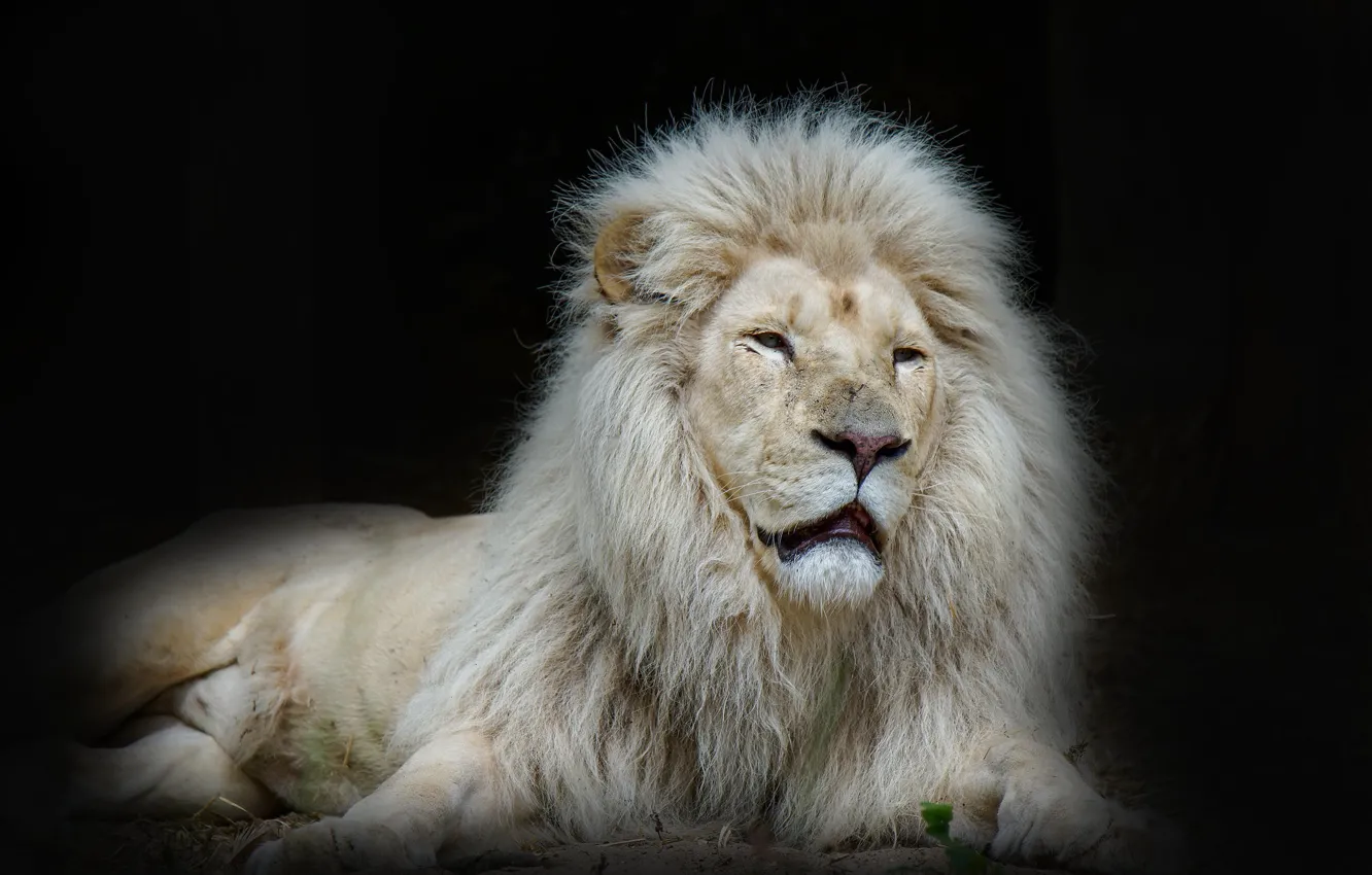 Photo wallpaper Leo, king, beast