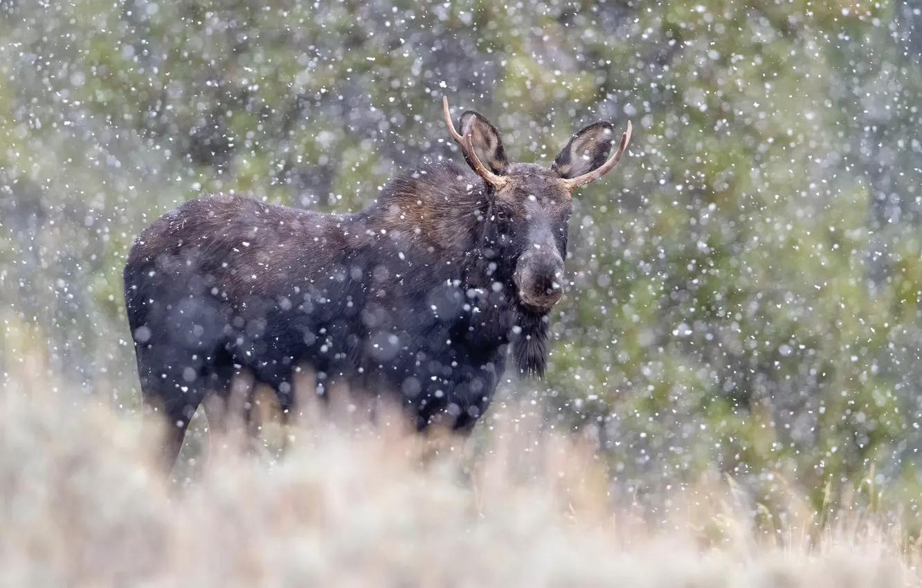 Photo wallpaper autumn, fog, rain, moose