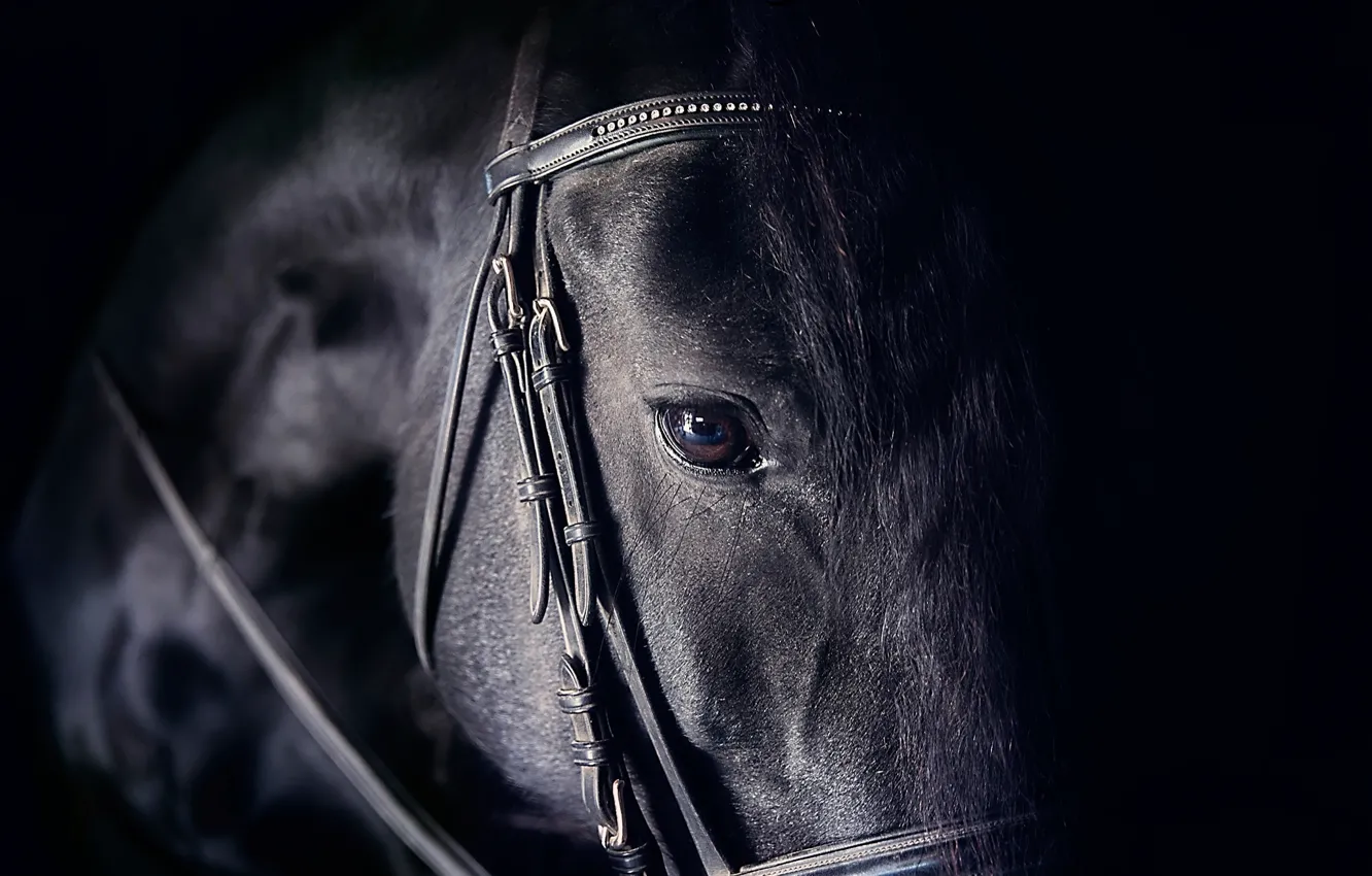 Photo wallpaper look, eyes, horse, horse