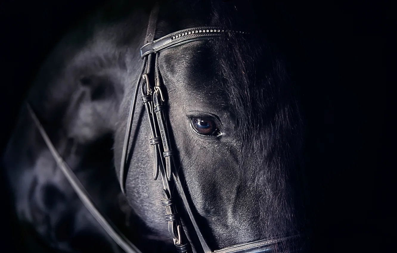 Photo wallpaper eyes, look, horse, horse