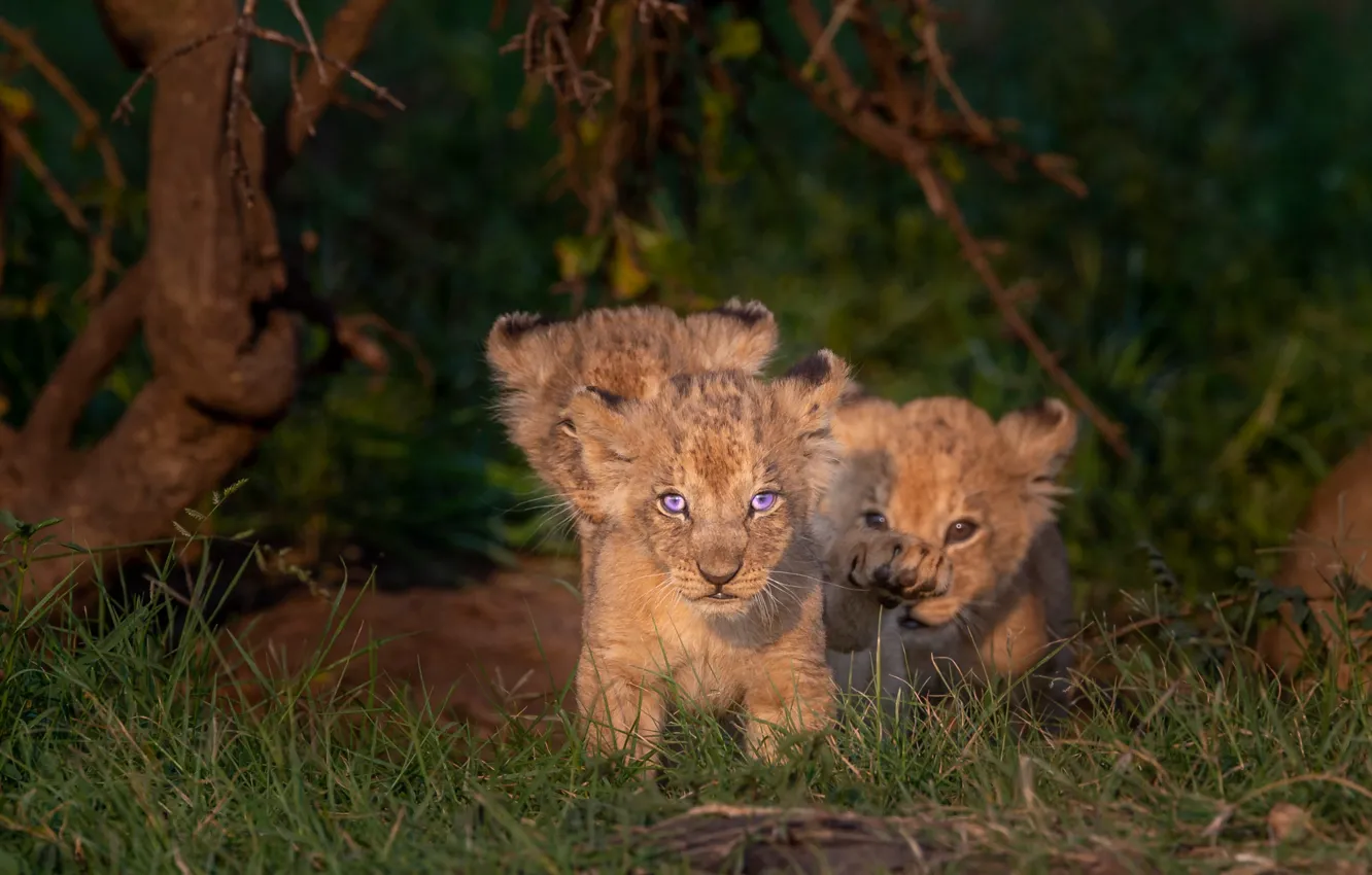 Photo wallpaper kittens, kids, the cubs, cubs