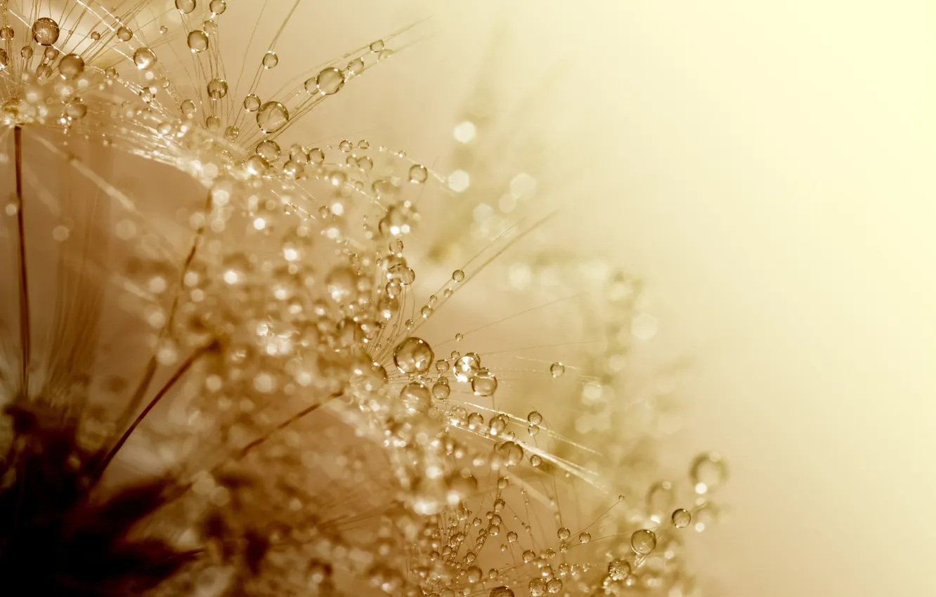 Photo wallpaper drops, macro, Rosa, plant