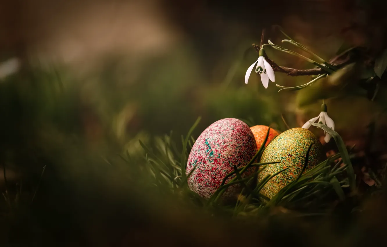 Photo wallpaper grass, macro, flowers, nature, holiday, eggs, spring, Easter