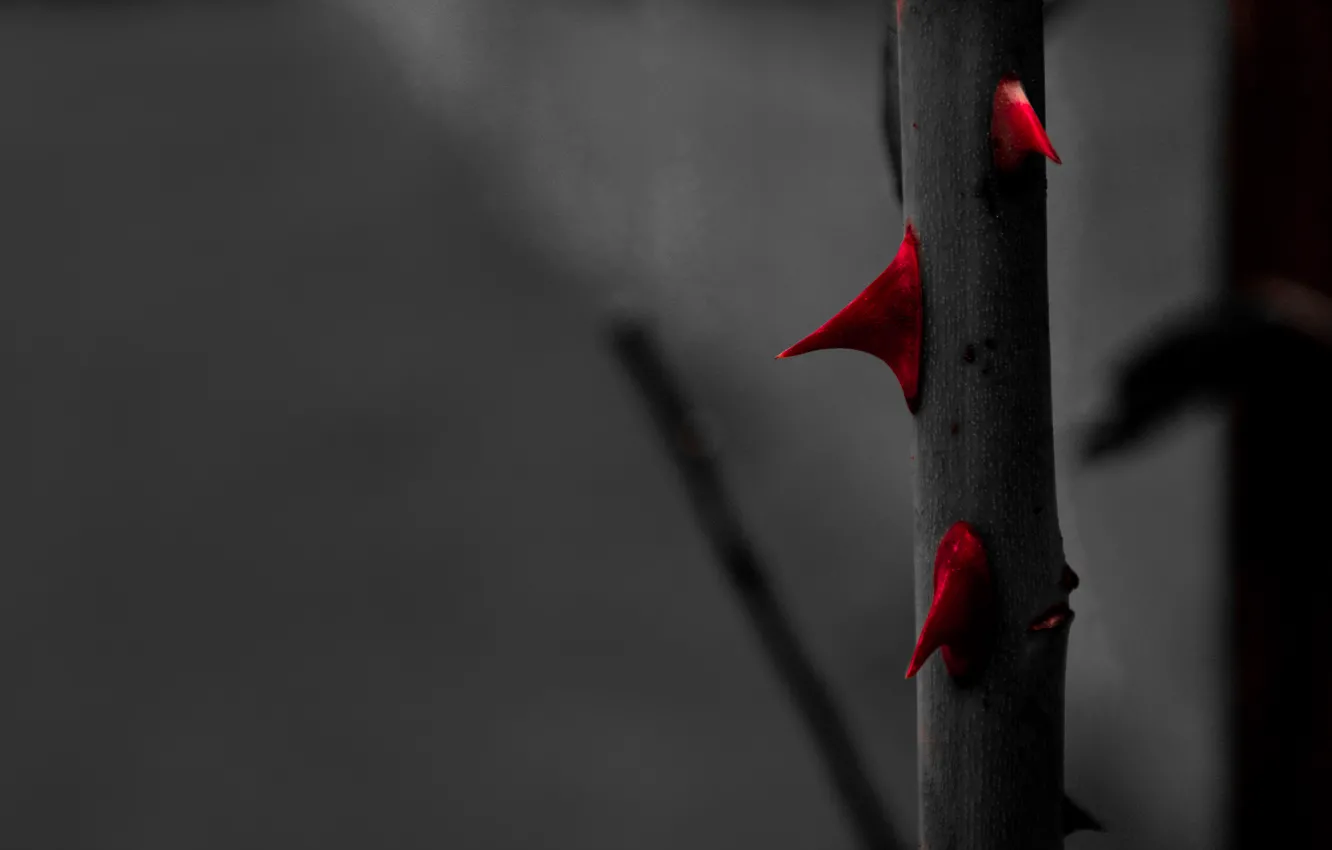 Photo wallpaper Red, Rose, Roses, Black and White, Macro, Garden, Blood, Thorn