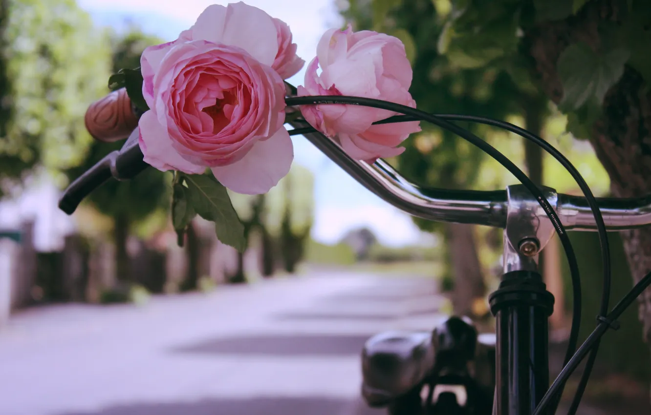 Photo wallpaper flower, bike, rose