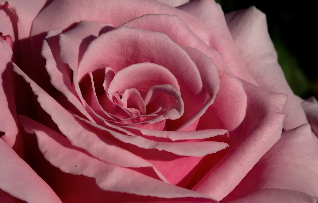 Photo wallpaper macro, close-up, pink, rose, petals, Bud