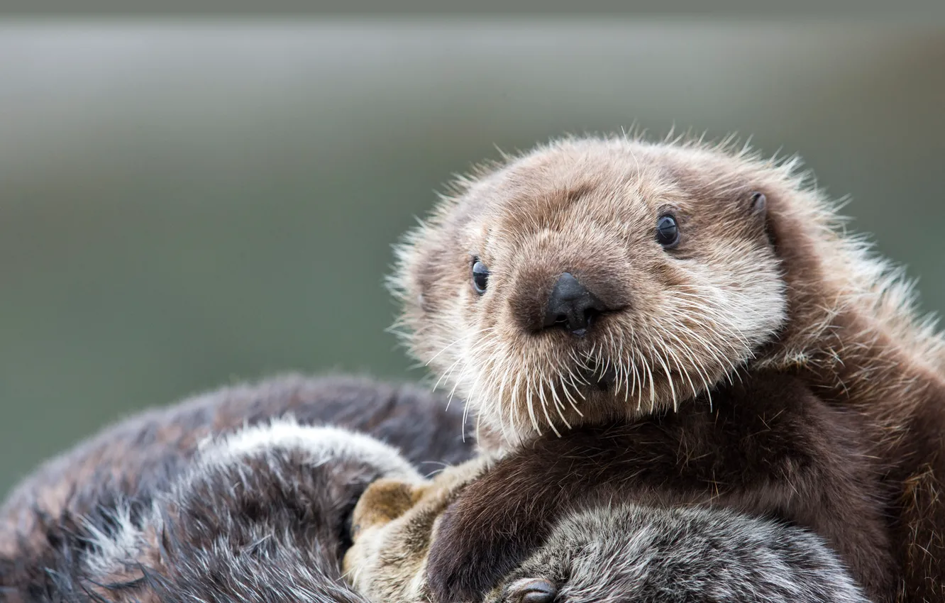 Photo wallpaper Alaska, Prince William Sound, Sea otter pup
