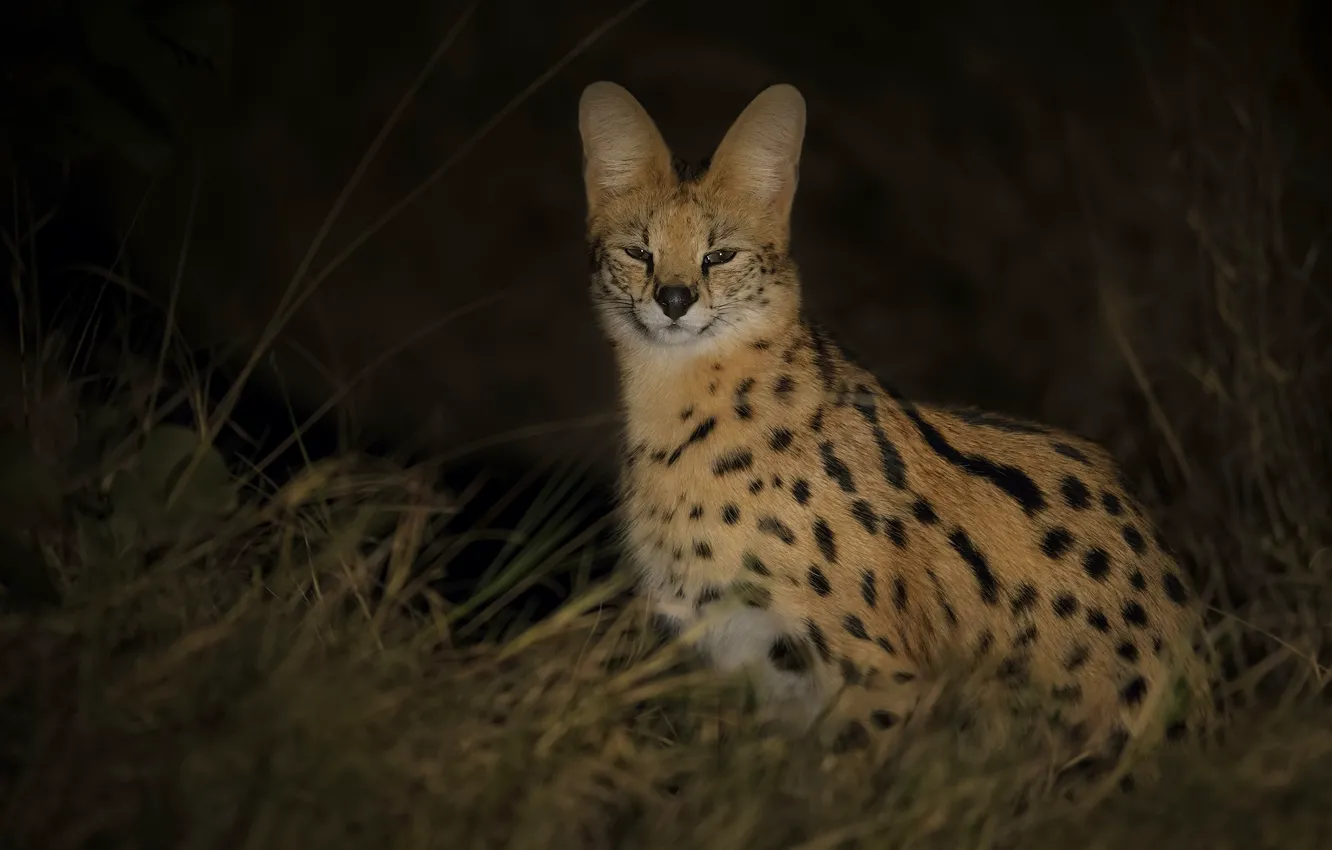 Photo wallpaper look, night, sitting, Serval