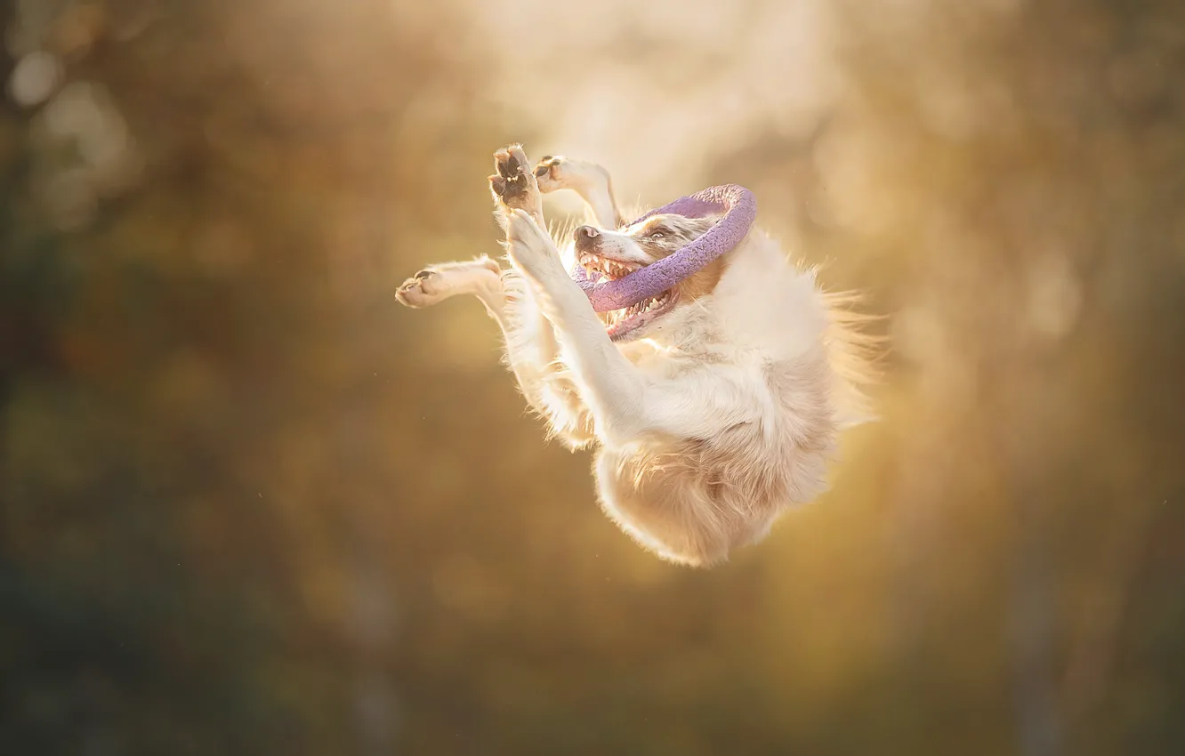 Photo wallpaper jump, dog, ring