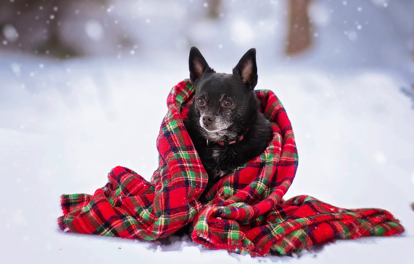 Photo wallpaper winter, dog, scarf