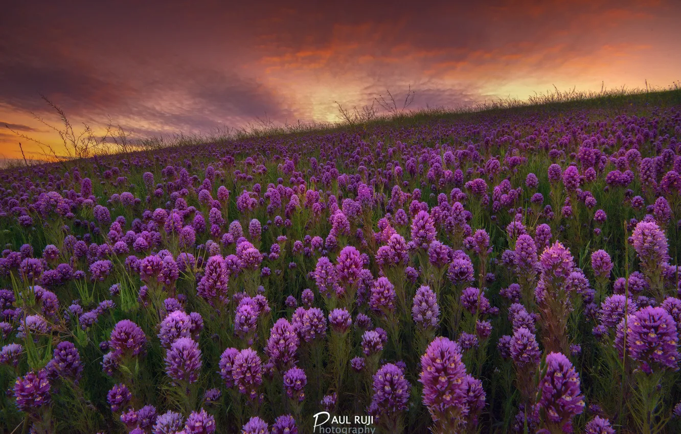 Photo wallpaper flowers, hills, spring, the evening, CA, San Francisco, USA, state