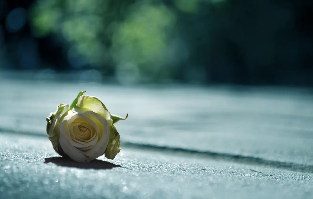 Photo wallpaper photoshop, roses, tilt-shift