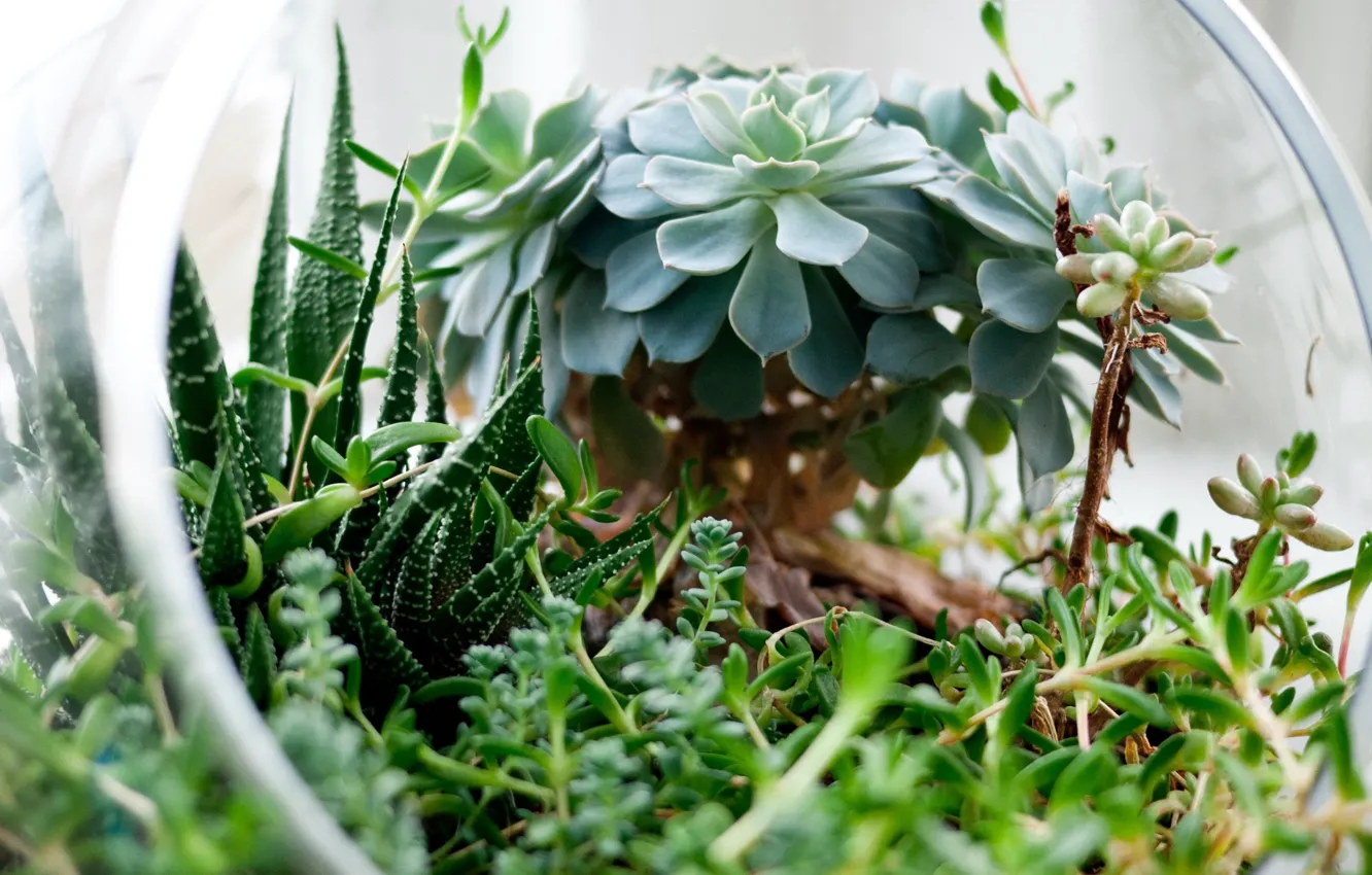 Photo wallpaper glass, flowers, vase, succulents, hemisphere