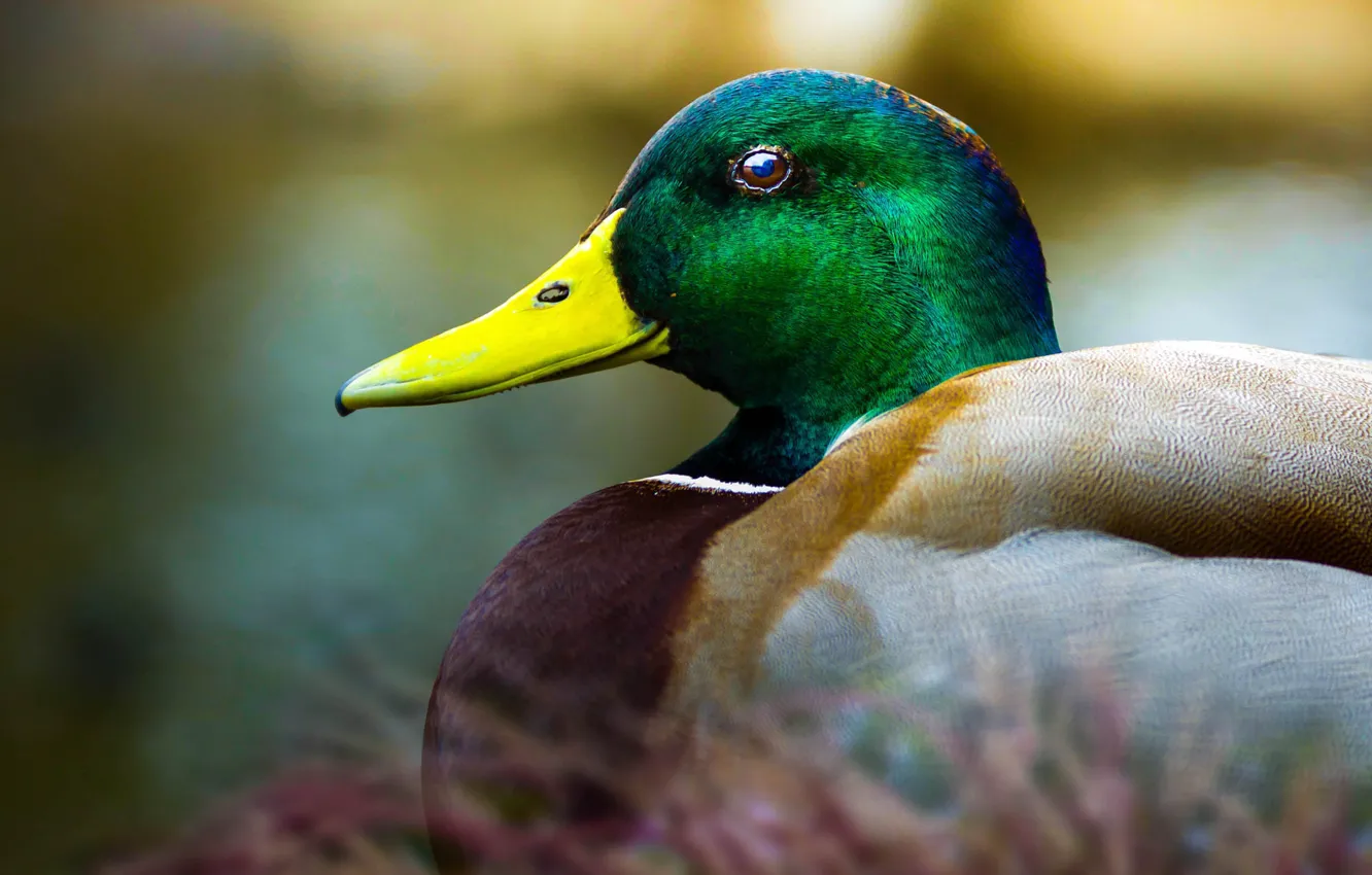 Photo wallpaper bird, duck, portrait