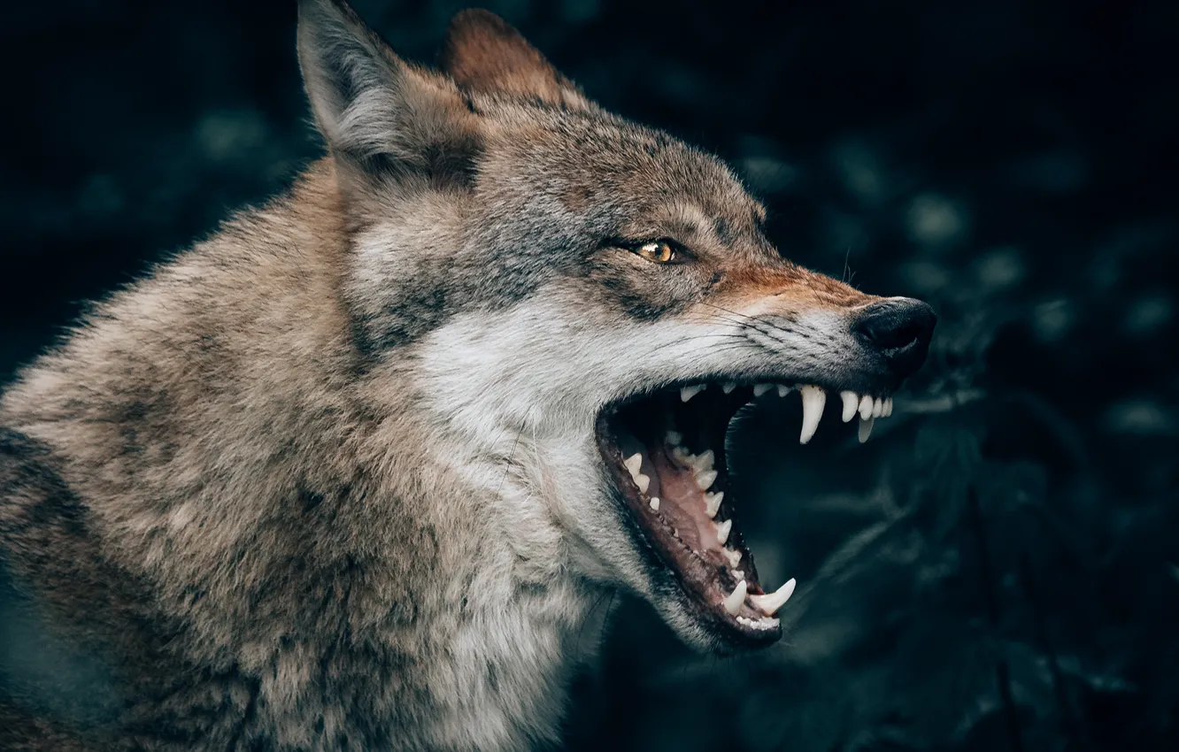 Photo wallpaper look, face, nature, the dark background, grey, wolf, portrait, mouth