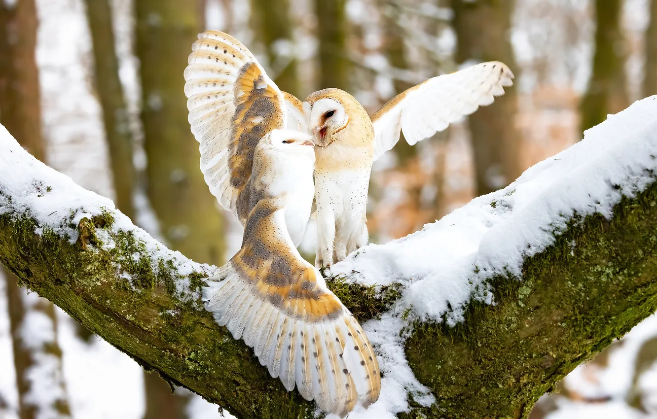 Photo wallpaper winter, forest, look, snow, trees, nature, pose, owl