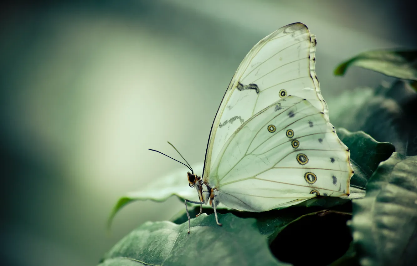 Photo wallpaper butterfly, foliage, morpho