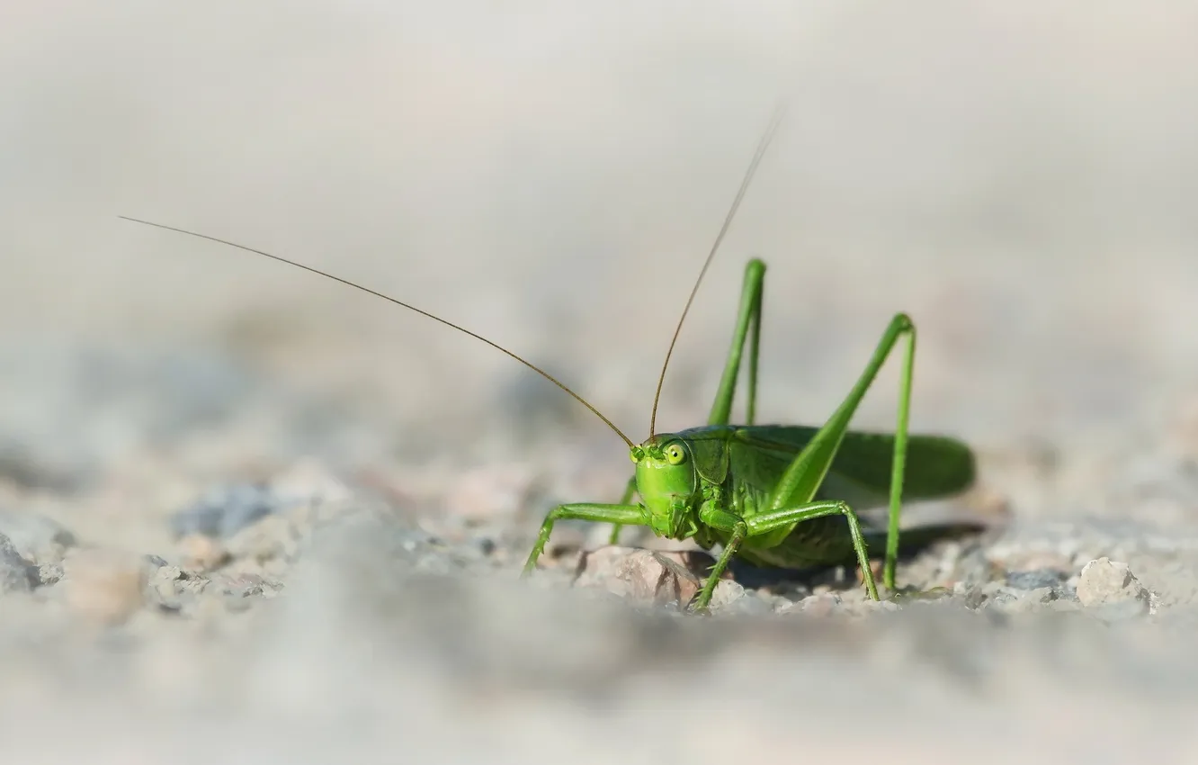 Photo wallpaper macro, nature, grasshopper