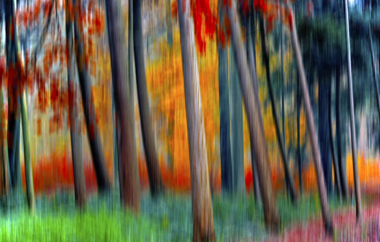 Photo wallpaper forest, trees, paint, blur, special effect