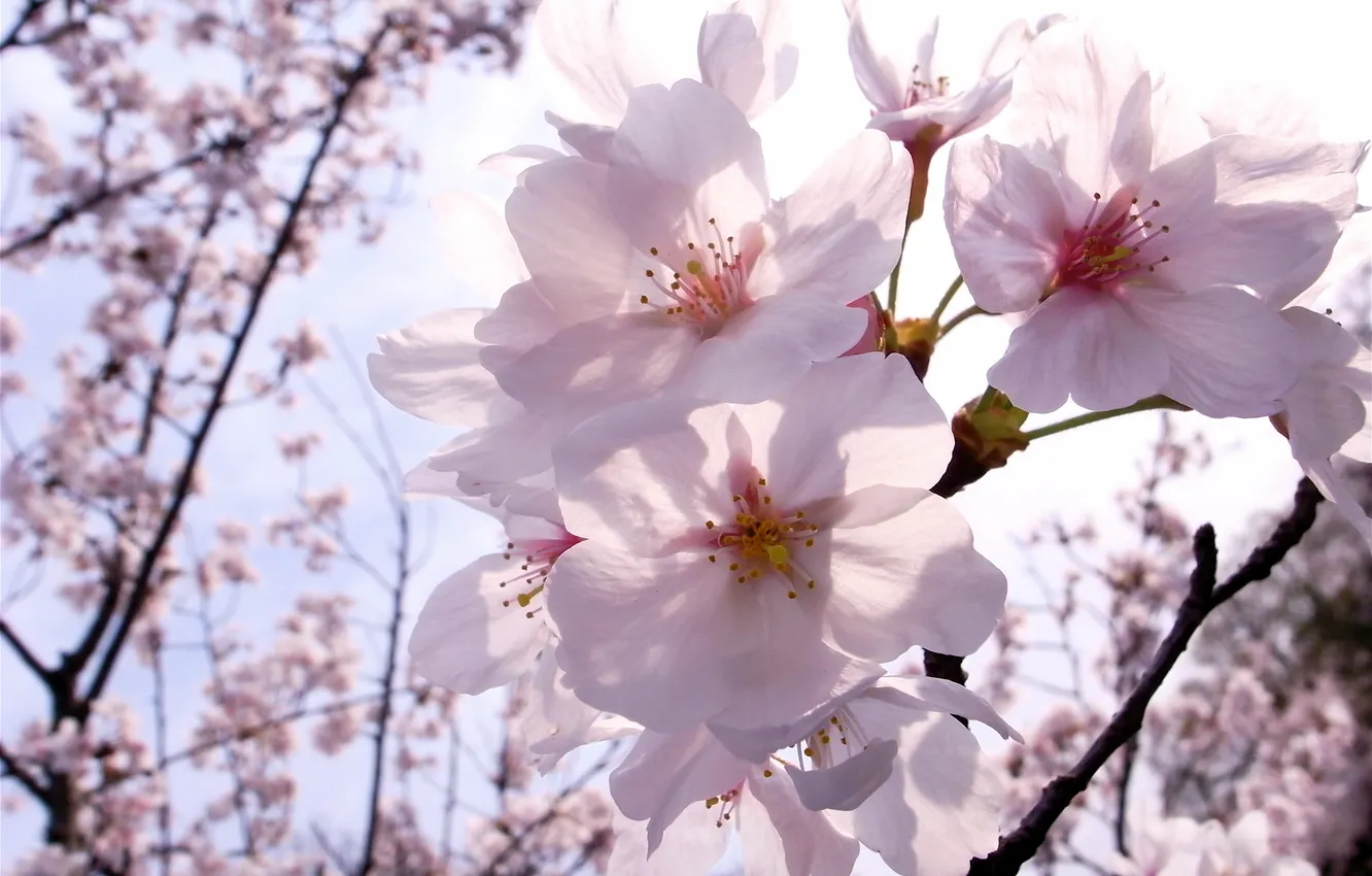 Photo wallpaper flowers, branches, spring, sakura