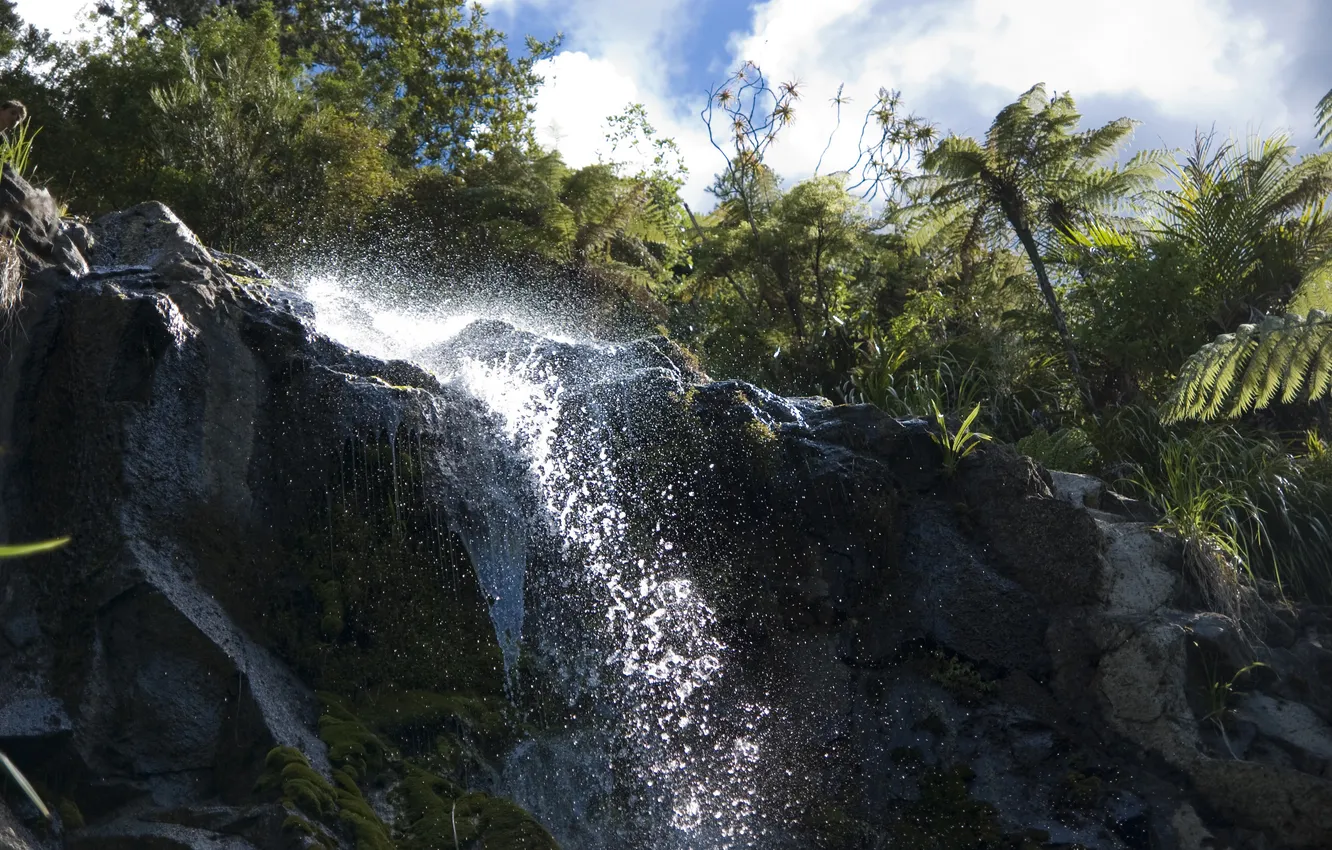 Photo wallpaper forest, drops, squirt, rock, tropics, waterfall