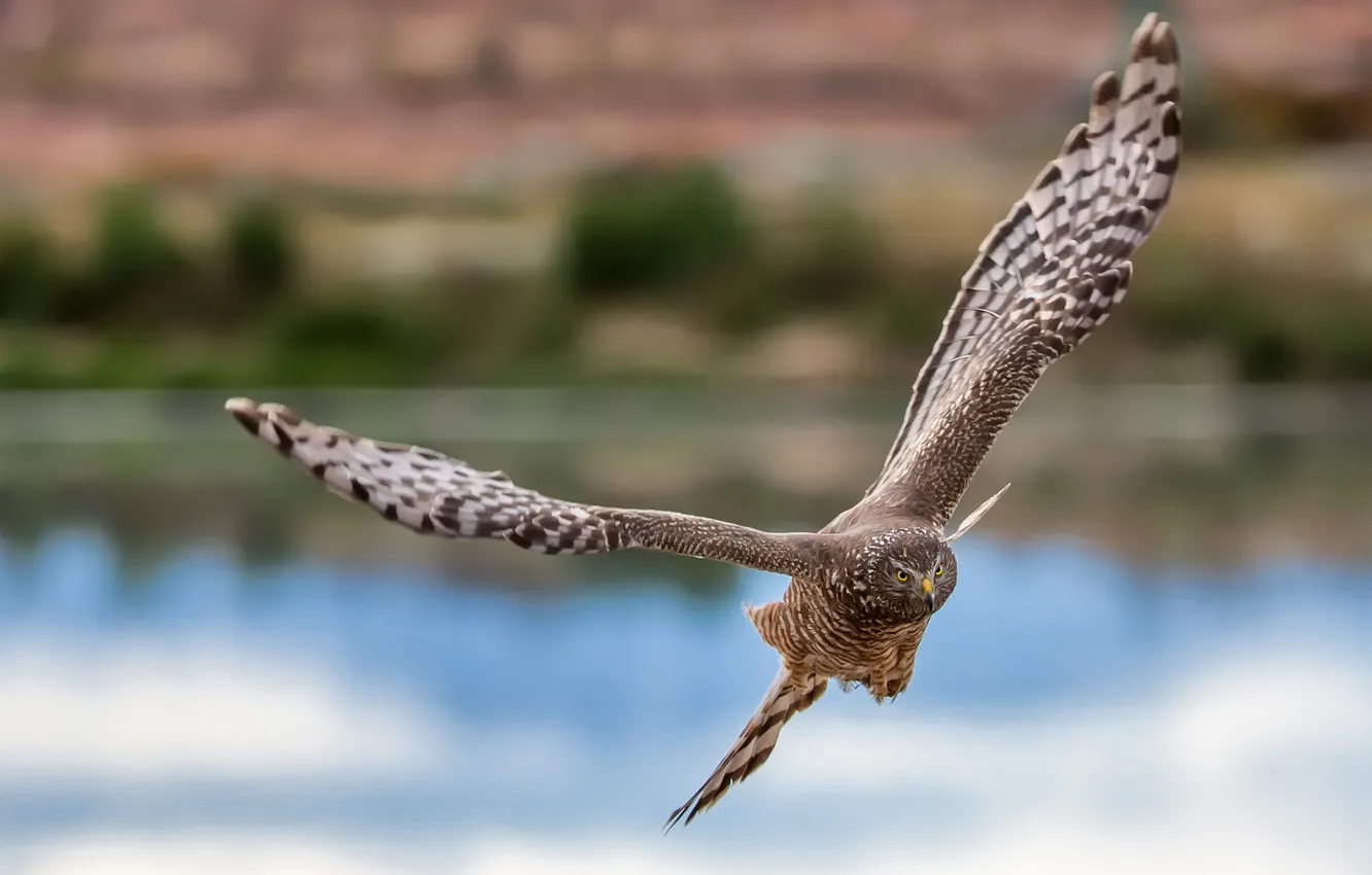 Photo wallpaper flight, owl, wings