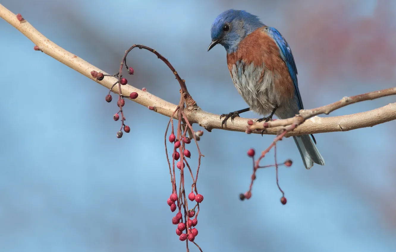Photo wallpaper branches, berries, bird