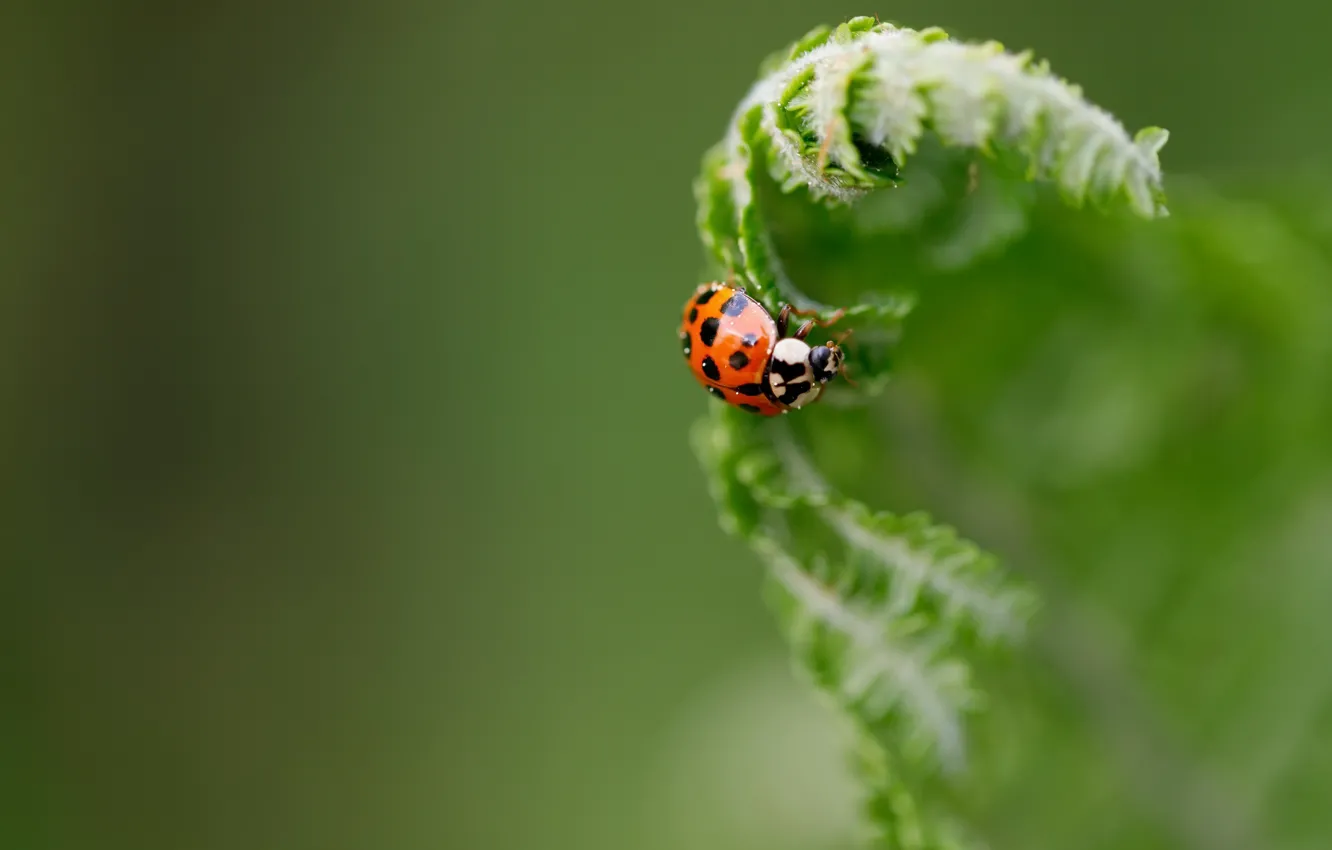 Photo wallpaper greens, nature, ladybug