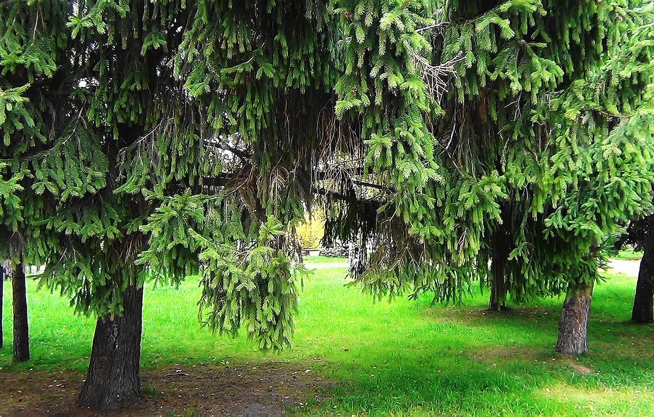 Photo wallpaper summer, spruce, needles, spruce forest