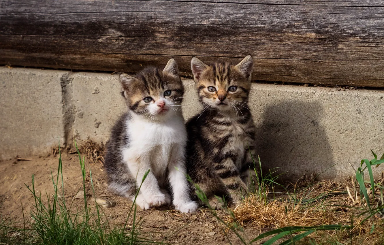 Photo wallpaper cat, grass, look, nature, grey, wall, two, home