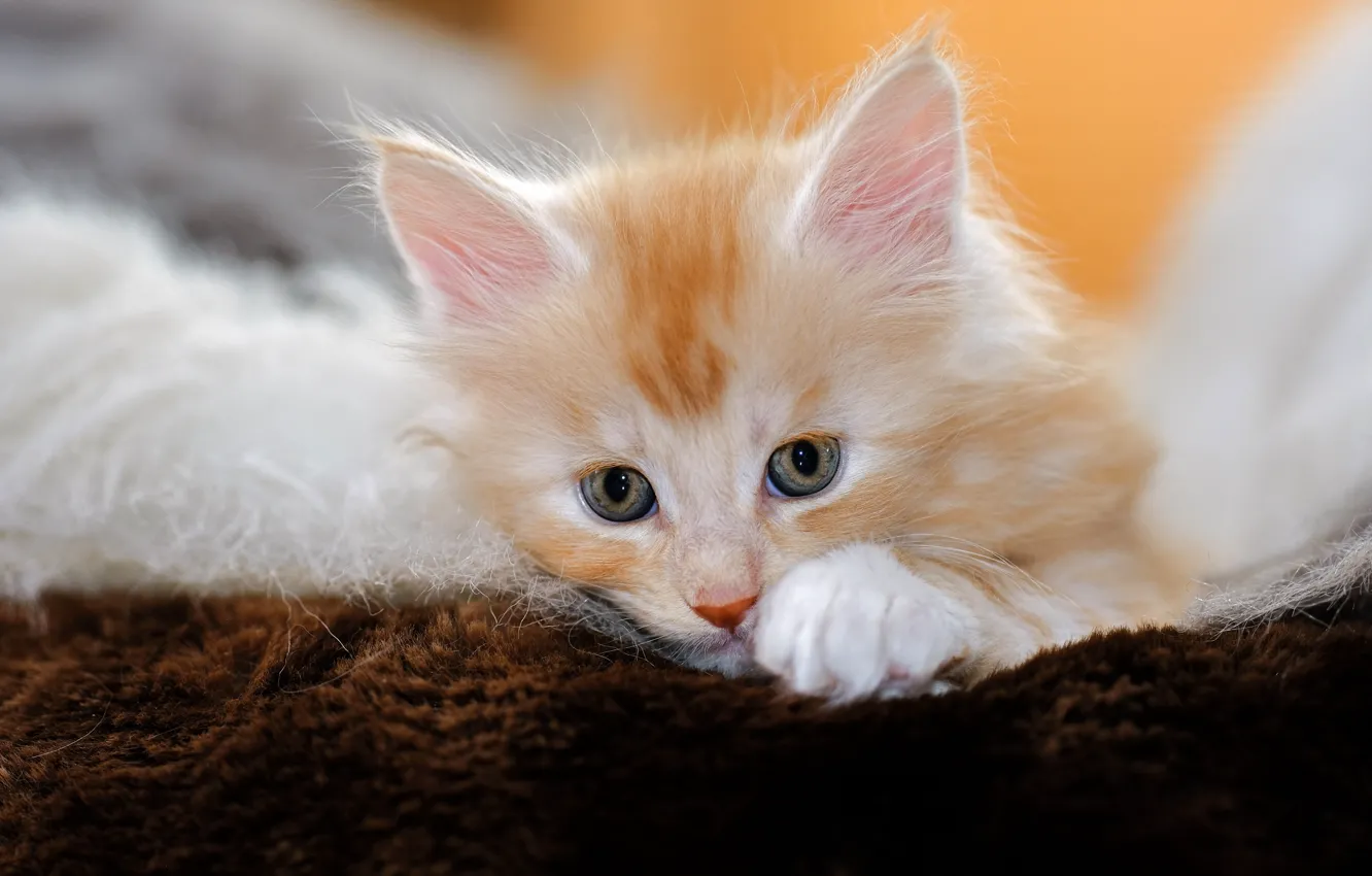 Photo wallpaper cat, look, background, portrait, legs, lies, fur, red