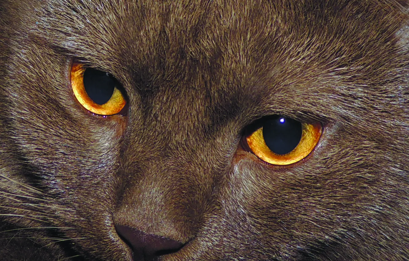 Photo wallpaper eyes, cat, purple, British